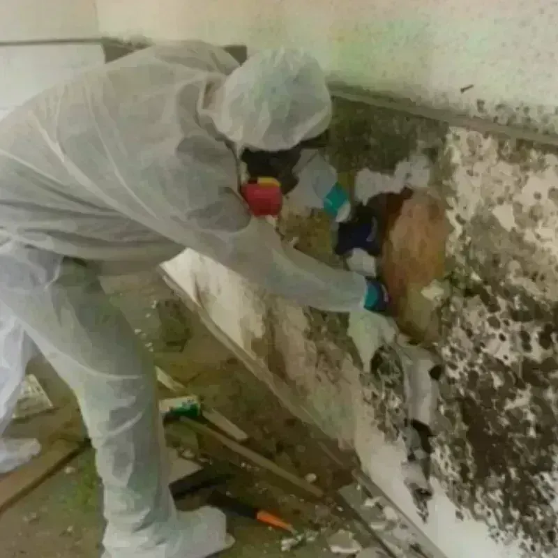 Mold Remediation and Removal in Hopkinsville, KY